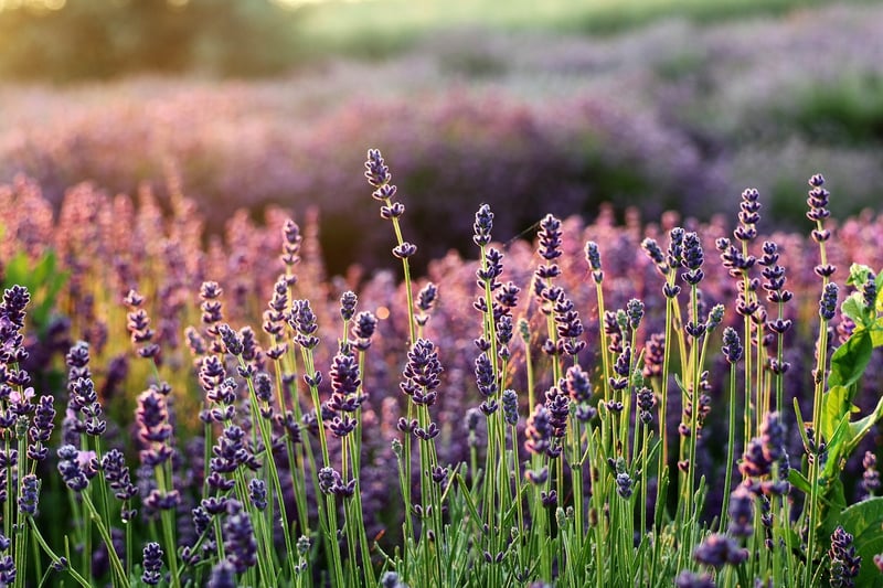 Summer Lavender