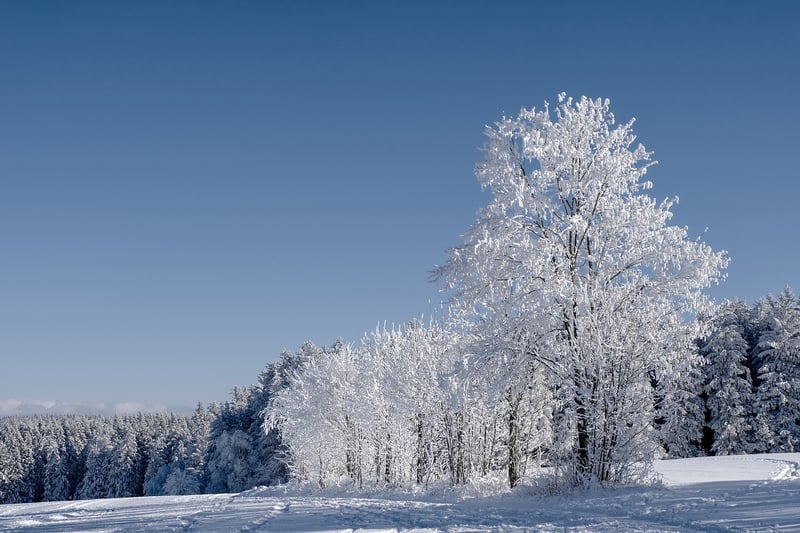 Winter Garden